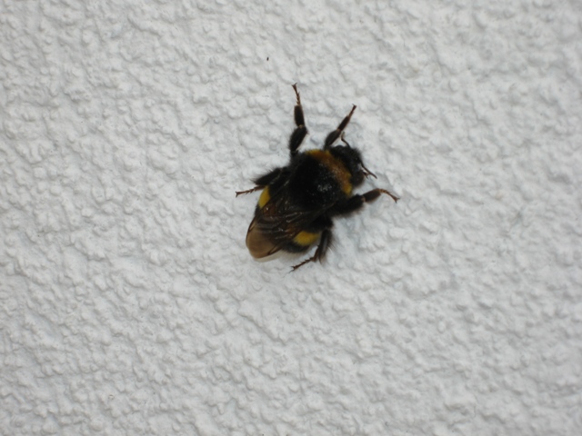 Solitary Bumble Bee